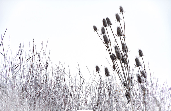 2018-01-09 Arboretum Fog 025s.jpg